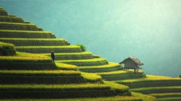 Wallpaper Asia Field 8k Nature