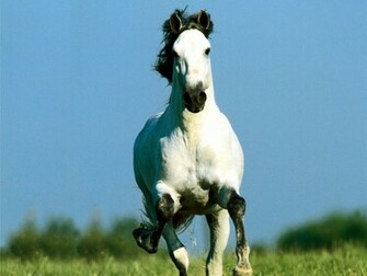 White Horse Wallpaper