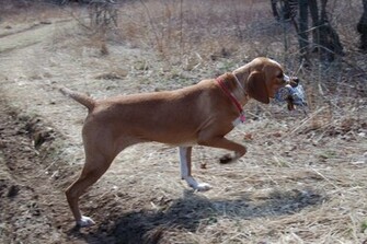 Hunting Portuguese Pointer Dog Wallpaper