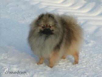 Pomeranians Pomeranian
