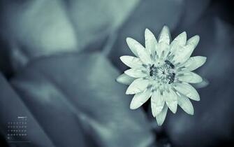 Humanitarian Photographer Nomad Author January Wallpaper