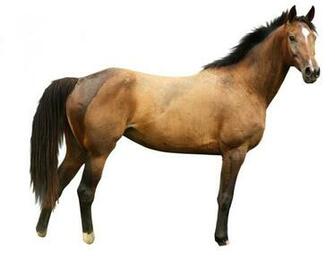 Horse White Background Image Awb