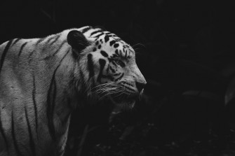 White Tiger Pictures HD Image