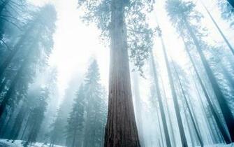 Wallpaper Sequoia Tree Forest Fog Winter 4k