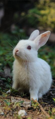 Best Bunny iPhone HD Wallpaper