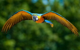 Tag Macaw Bird Wallpaper Background Photos Image And Pictures
