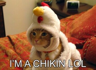 Lol Cat Funny Pictures And Videos