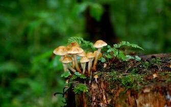 Mushroom Wallpaper