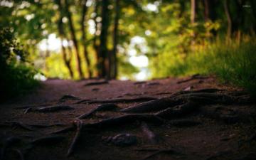 Tree Root Wallpaper And Background Image