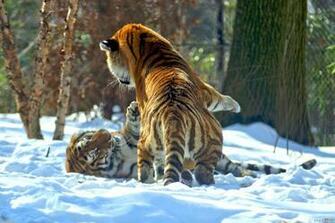 Beautiful Tigers Wallpaper Open Walls