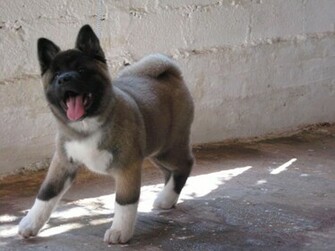 American Akita Romeo Wallpaper HD Res
