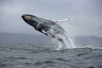 Big Whale Fish In Blue Sea HD Wallpaper