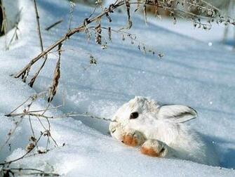 Snow Bunny Wild Animals Wallpaper