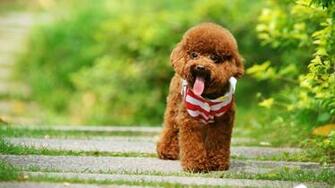 Dog Wallpaper Poodle Brown Cute Green Cart