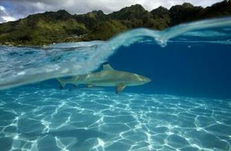 Source Url Divezone Net Underwater Screensaver Htm