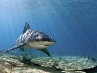 Bullshark Pictures On Animal Picture Society