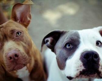 Funny Pitbull Dog Wallpaper HD