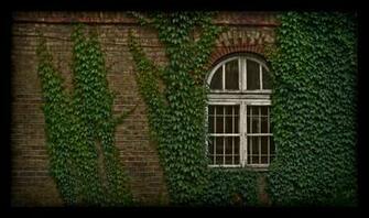 Ivy Wall By O R C H I D E A