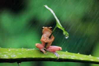 Rain Wallpaper Desktop