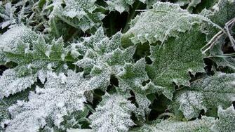 Snow Falling On Green Leaves A Quite Wonderful Scene Looking Really