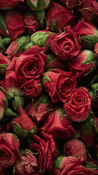 Red Flower Aesthetic Wallpaper