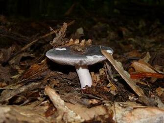 Have No Idea What This Is Well Just Keep It A Fungus Amoung Us If