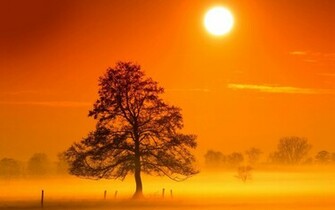 Tag Trees In The Mist Wallpaper Background Photos Image And
