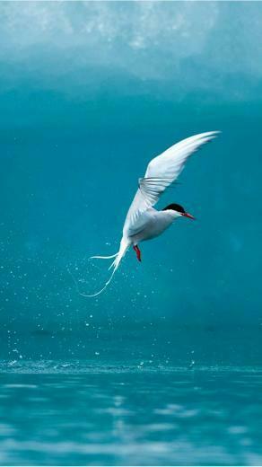 Amazing Animals iPhone Wallpaper Cool