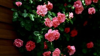Flowers Wallpaper HD