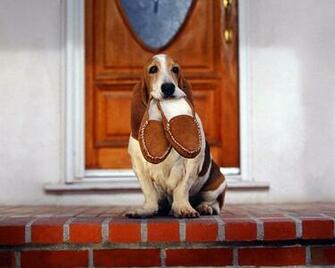 Domestic Animals Image Man S Best Friend HD Wallpaper And