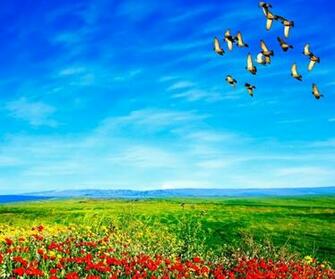 Beautiful Flowers Wallpaper For Mobile Next Image