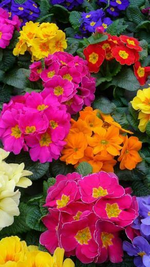 Earth Primrose Wallpaper Id