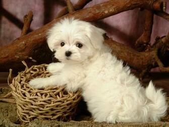 Fluffy Maltese Puppy Dogs White Puppies Wallpaper