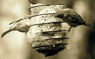 Birds Sepia Sparrow Wallpaper Allwallpaper In Pc