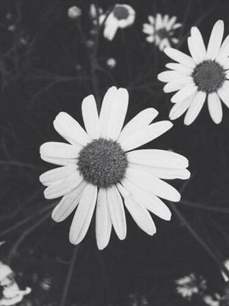 Black And White Daisies Pictures Photos Image For