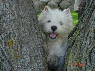 Westie Wallpaper