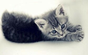 Kitten Wallpaper