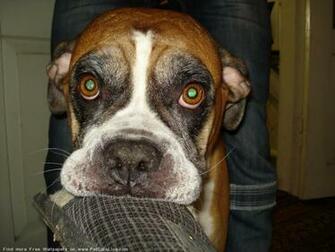 The Boxer Dog Desktop Wallpaper Pictures Online For Computer