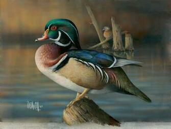High Res Wood Duck Wallpaper Becca Curram August