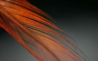Feather Wallpaper Stock Photos