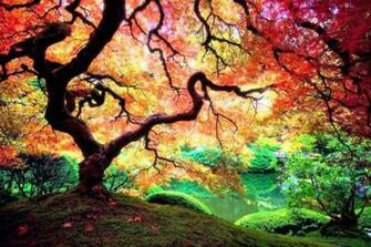 Japanese Maple Tree In Portland Oregon Pixdaus