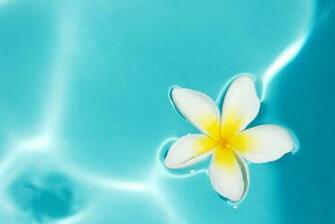 Plumeria Wallpaper Wallpaperin4k Net