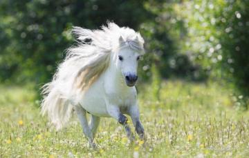 Wallpaper Running Pony Dandelions Beautiful White