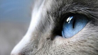 Blue Eyes Cat