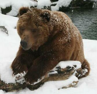 Kodiak Bear Desktop Background Wallpaper