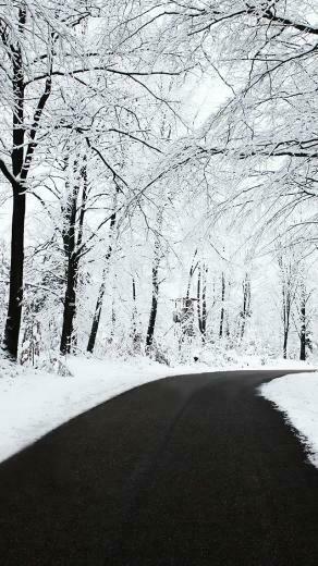 Winter iPhone Wallpaper Bies