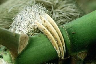 Pin Three Toed Sloth With Baby Corcovado National Wallpaper