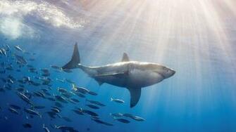 Great White Shark In The Seaanimal Wallpaper Background