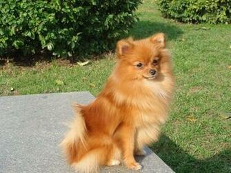 HD Pomeranian Wallpaper Background Dogbreedswallpaper