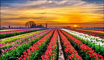 White Flower Red Purple Field Colorful Colors Sunset Nature Tulip 4k Wallpaper